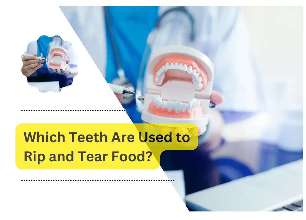 Which Teeth Are Used to Rip and Tear Food?